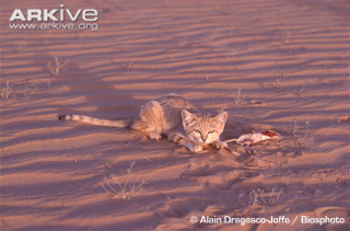 Illustration for article titled Caturday - Felis margarita Edition